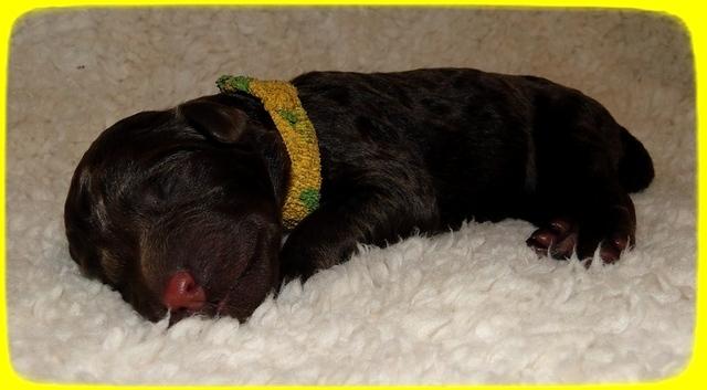 TH pups 1 day old 13