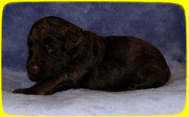 TH pups 2 wks old 15