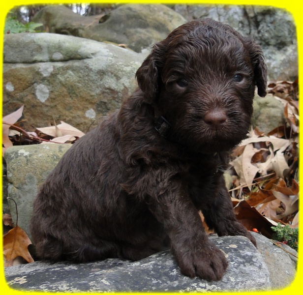 TH pups 3 wks old 12