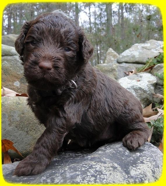 TH pups 3 wks old 14