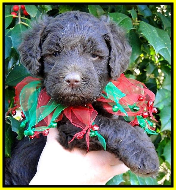 TH pups 5 wks old 17