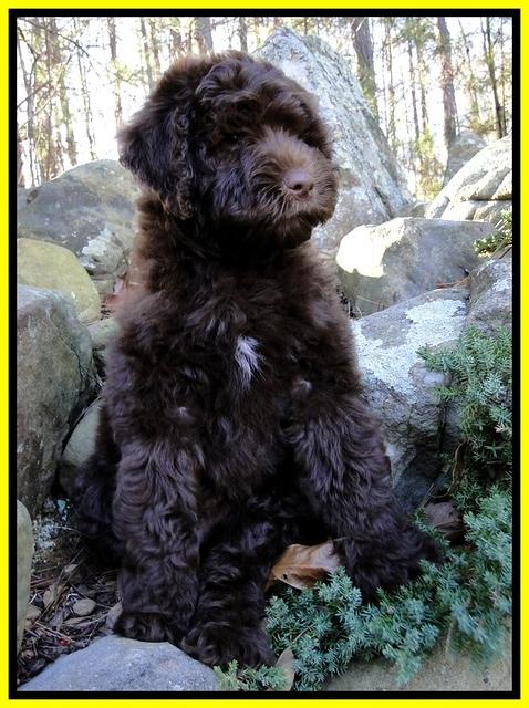 TH pups 8 wks old 101 (2)