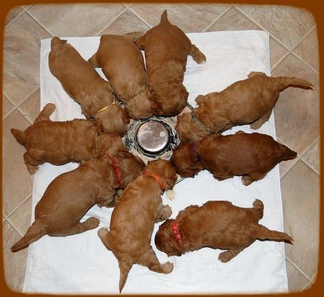 TB pups 3.5 wks old chowing down 2