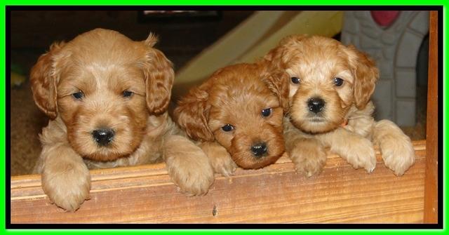 TB pups 5 wks old 1