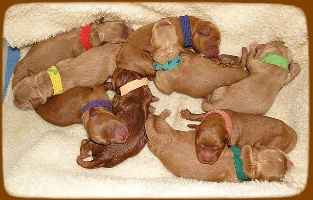 TB pups newborn group 2