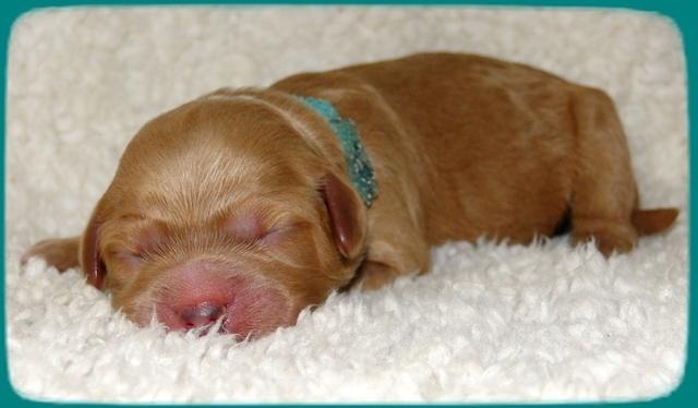 TB pups 1 day old 23