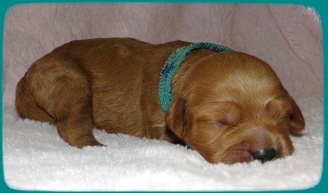 TB pups 1 wk old 12