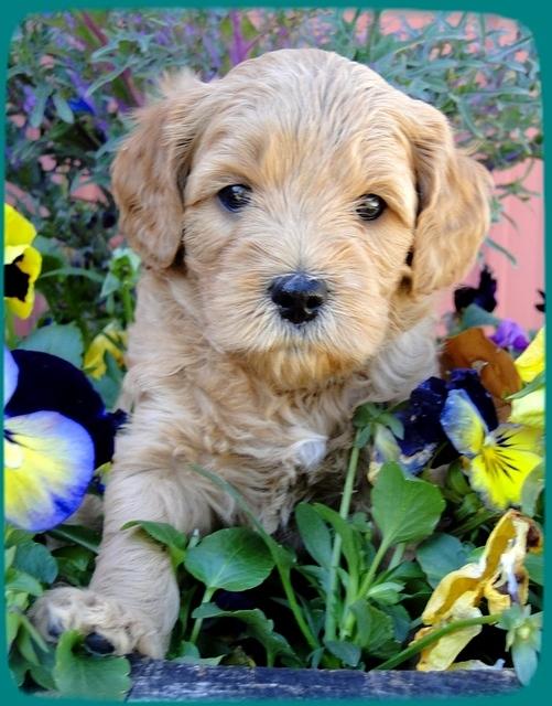 TB pups 5 wks old 13