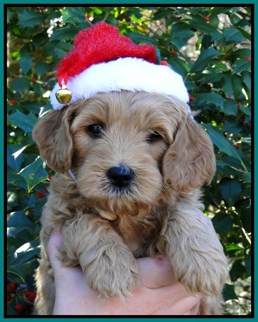 TB pups 6 wks old 28