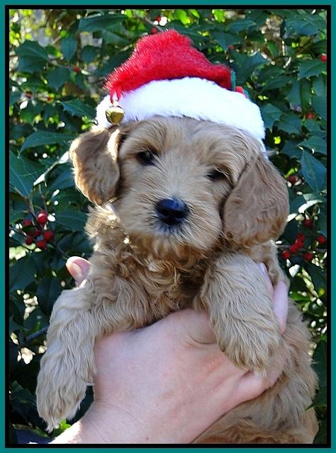 TB pups 6 wks old 31