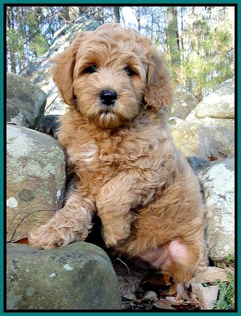 TB pups 8 wks old 72