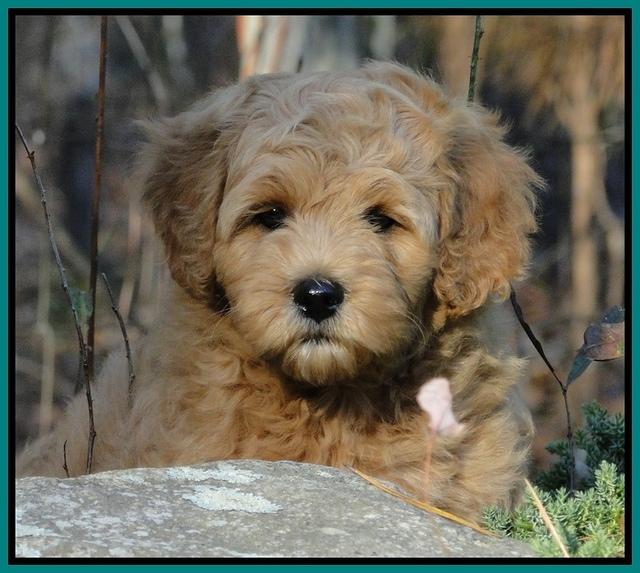 TB pups 8 wks old 75