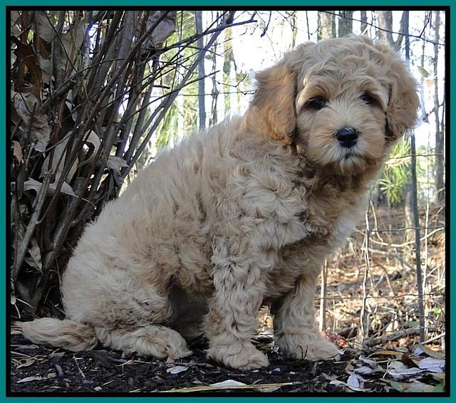 TB pups 8 wks old 76