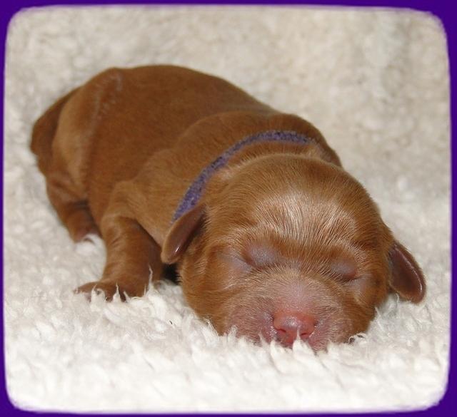 TB pups 1 day old 13