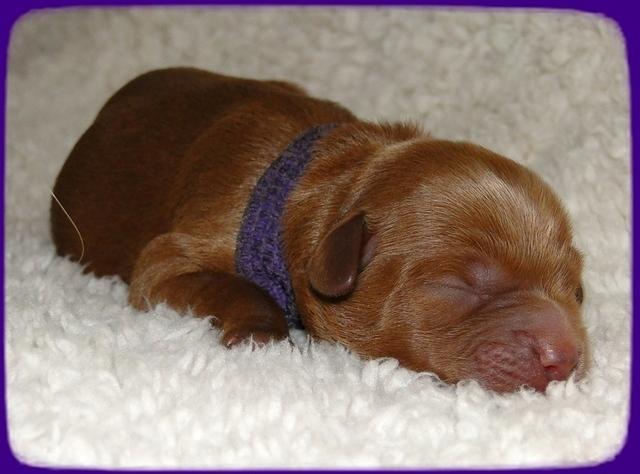 TB pups 1 day old 14