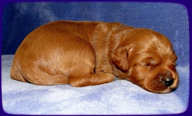 TB pups 2 wks old 14