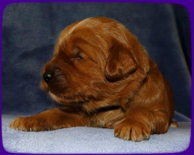 TB pups 2 wks old 15