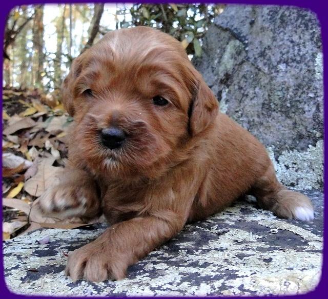 TB pups 3 wks old 12