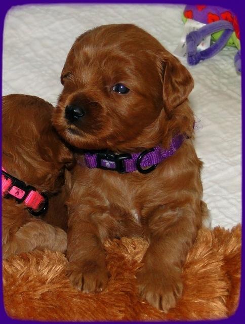 TB pups 3 wks old 50