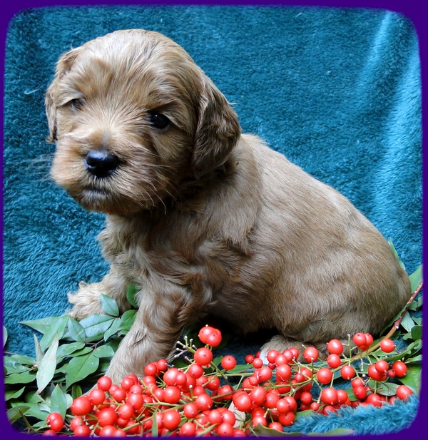 TB pups 4 wks old 28