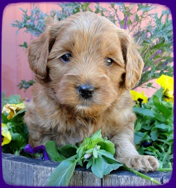 TB pups 5 wks old 33