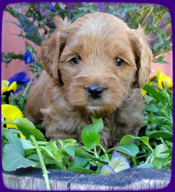 TB pups 5 wks old 34