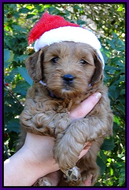 TB pups 6 wks old 10