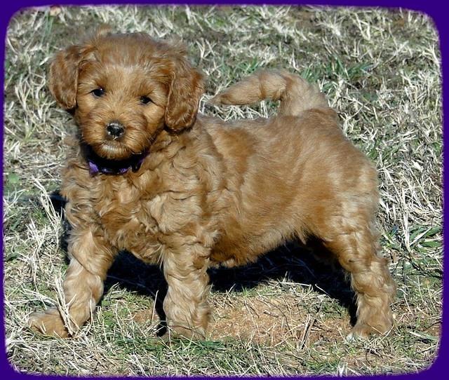 TB pups 6.5 wks old 17