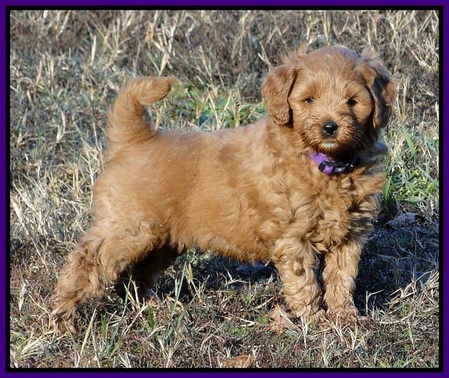 TB pups 6.5 wks old 50