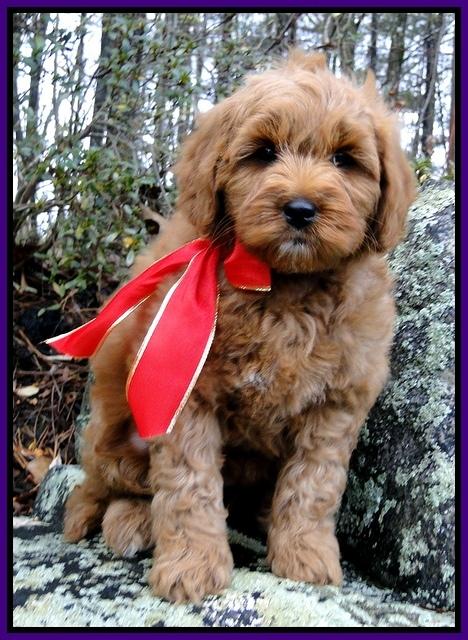 TB pups 8 wks old 60