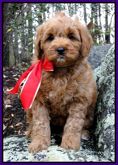 TB pups 8 wks old 61