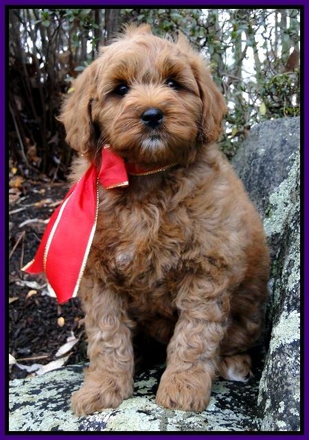 TB pups 8 wks old 62