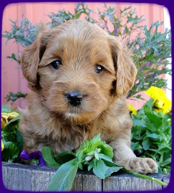 Tb pups 5 wks old 32