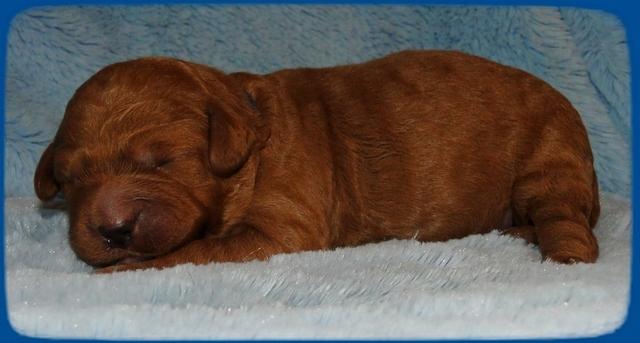 TB pups 1 wk old 20