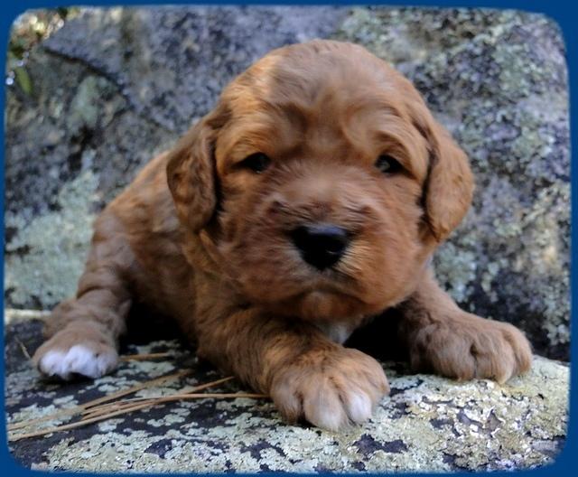 TB pups 3 wks old 1