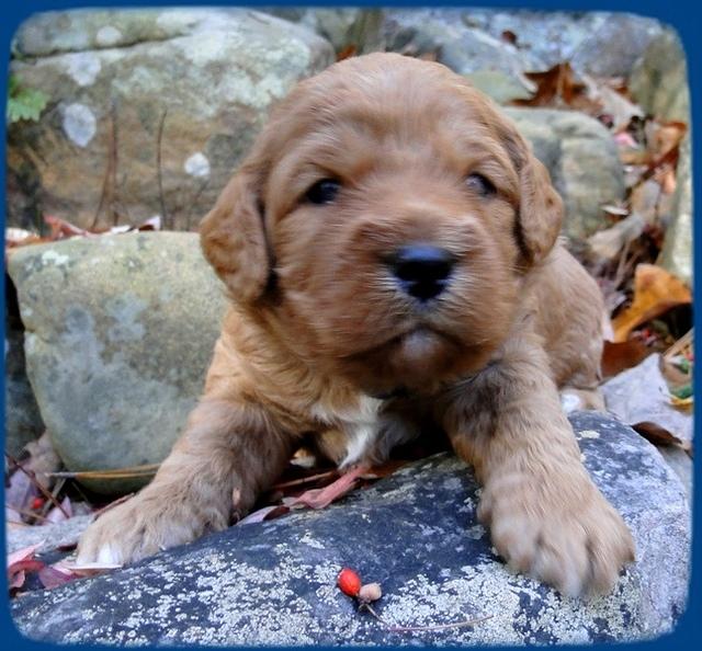 TB pups 3 wks old 3