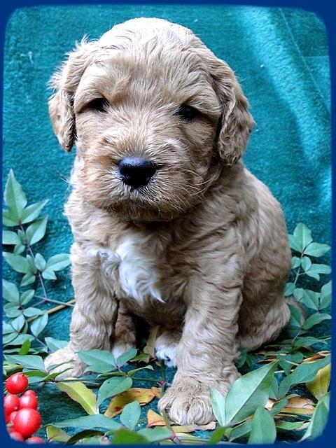 TB pups 4 wks old 1