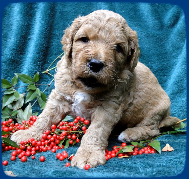 TB pups 4 wks old 29