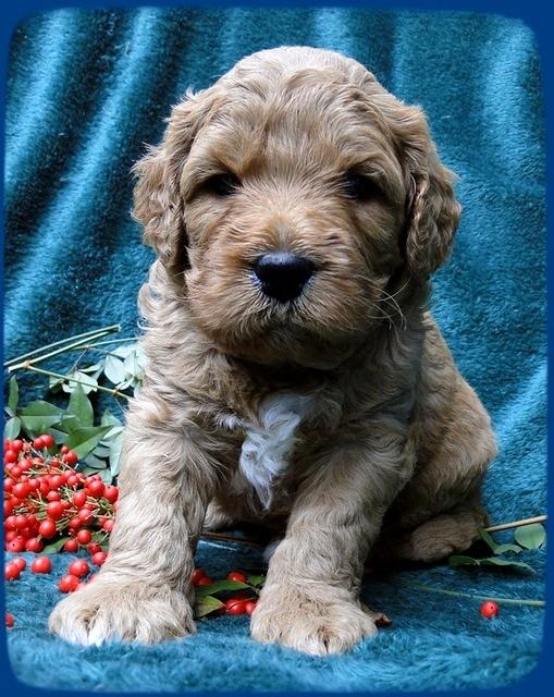 TB pups 4 wks old 33