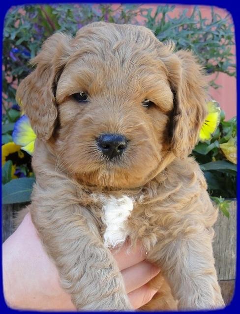 TB pups 5 wks old 9