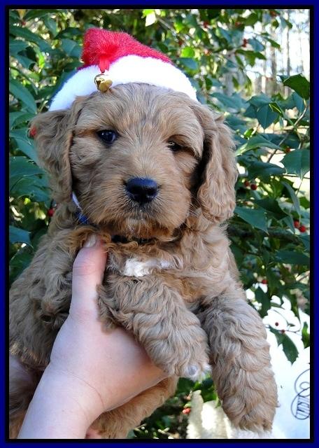 TB pups 6 wks old 13