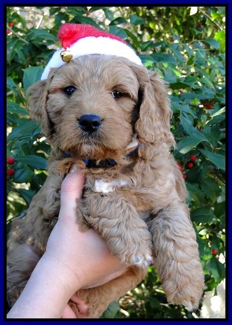 TB pups 6 wks old 14