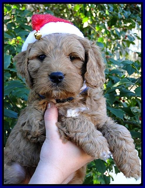 TB pups 6 wks old 15