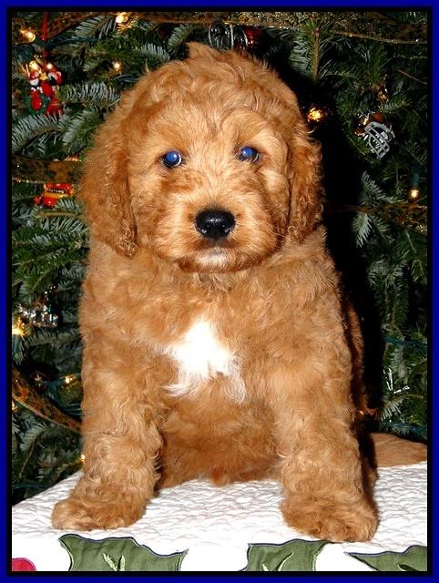 TB pups 8 wks old 51