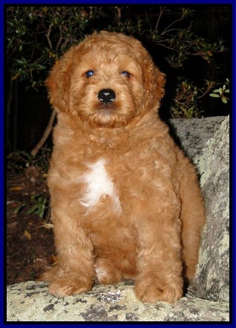 TB pups 8 wks old 52