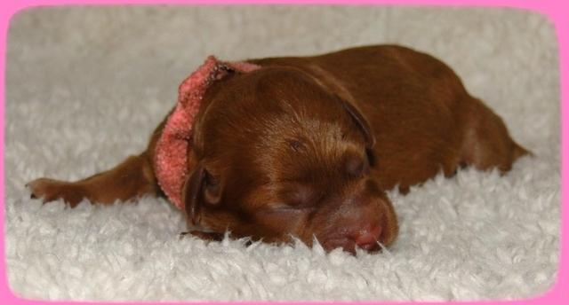 TB pups 1 day old 10