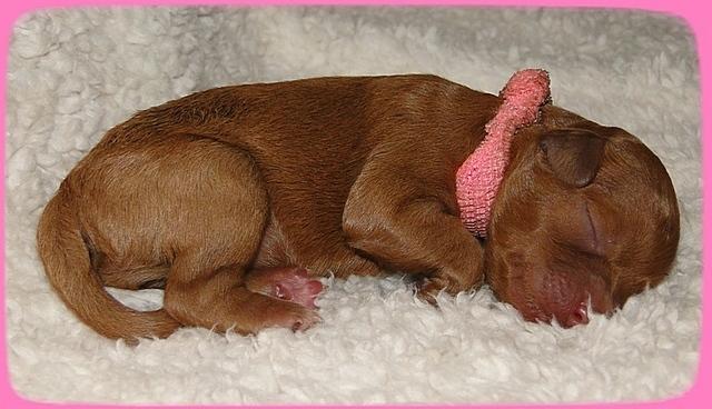 TB pups 1 day old 12