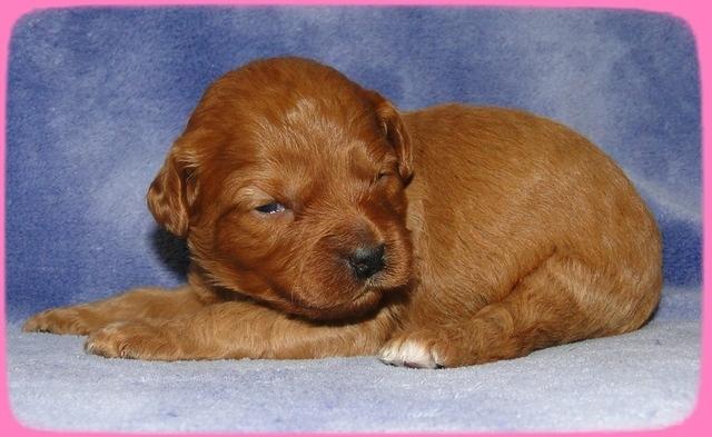 TB pups 2 wks old 10