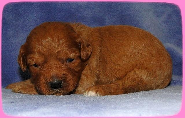 TB pups 2 wks old 11