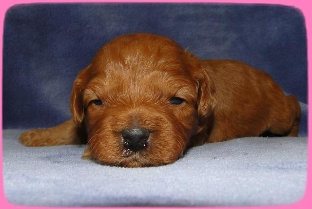 TB pups 2 wks old 12